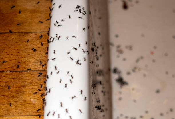 Best Termite Control Services  in Pawhuska, OK