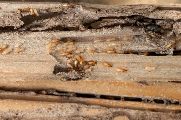 Best Pest Prevention Services  in Pawhuska, OK